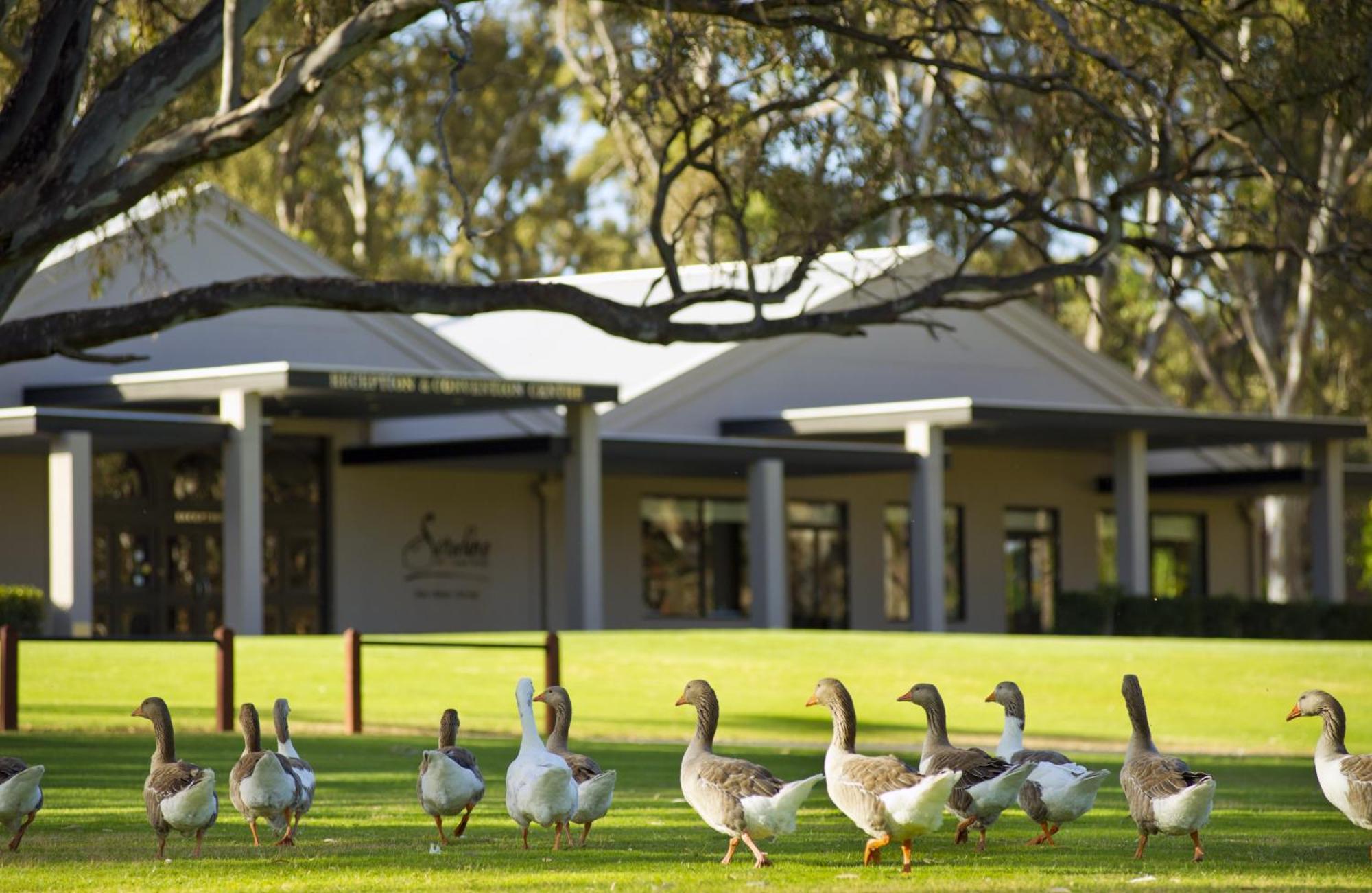 Serafino Mclaren Vale Kültér fotó