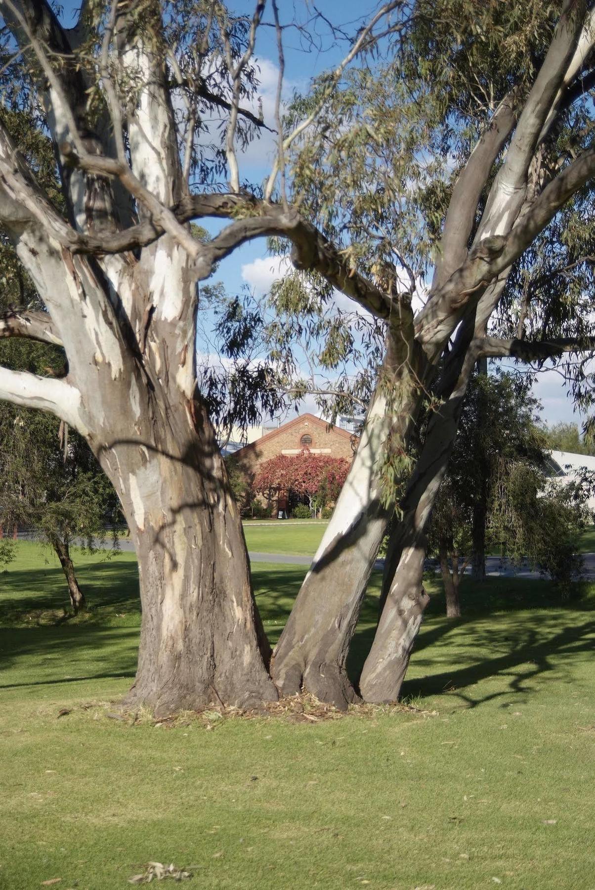Serafino Mclaren Vale Kültér fotó